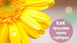 Как продлить жизнь герберам  🌼🌼🌼