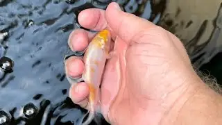 SURPRISE koi and moving bed top up