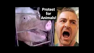 Pig Screams in a Restaurant!