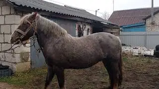 Смотрим лошадь'' Лилу 7лет...)
