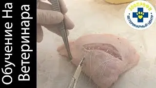 «КУРСЫ КРОЙКИ И ШИТЬЯ» В РАМКАХ НАШИХ СЕМИНАРОВ ПО ВЕТЕРИНАРИИ!