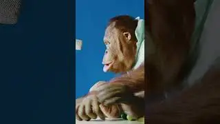 ПЕРВОЕ СВИДАНИЕ - Алёна Швец slowed reverb #shorts #slowedreverb #monkey