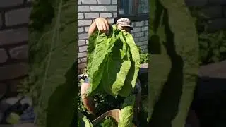 Харман