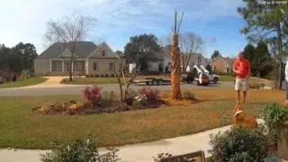 How to Plant a Sabal Palm Tree Fast Motion