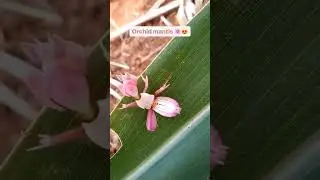 orchid mantis