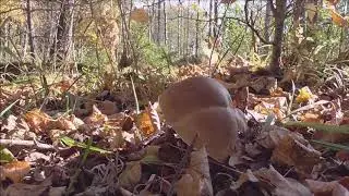 Прогулка по осеннему лесу ...