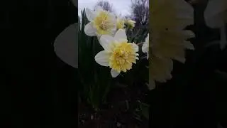 Любування нарцисами