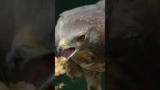 This is how oriental honey buzzards feast on dangerous prey.  