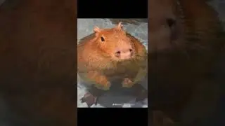 Яйцо капибары#tiktok #вреки #shorts#капибара