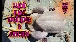 ЗАБОЙ И ВЕС ТУШКИ БРОЙЛЕРА В 2 МЕСЯЦА!