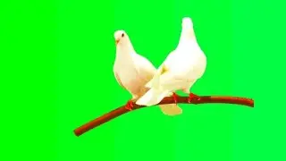 vimage Two white doves are sitting on a tree branch on a green screen. free Stock Video #vimage