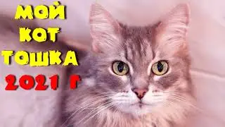 У меня есть дома КОТ   НА ПРОВЕРКУ