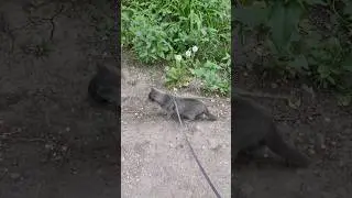 Кошка гуляет на поводке. The cat walks on a leash 