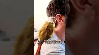 Conure #bird #pet #shortsbeta
