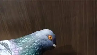 что на самом деле находится в голове голубей