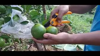 Super Orange Harvest in the Home Garden 2024 | Results of Self-grafted Orange Seeds