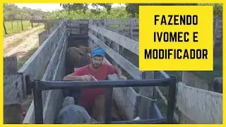 manejo com as novilhas para por engorda