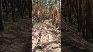 Солнечное сосновое царство 🌳🌲🌳🌕🌼🌻🌹💐