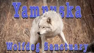 Yamnuska Wolfdog  Sanctuary
