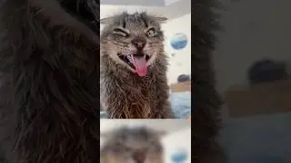 Catnip Drives Cats Crazy