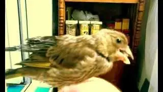 Апчхи! И птичку сдуло.