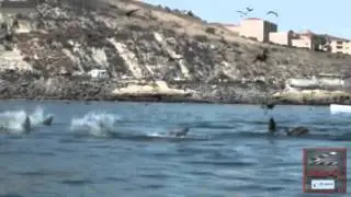 Usa,ospite a sorpresa nella baia:la balena spunta a pochi metri dal kayak