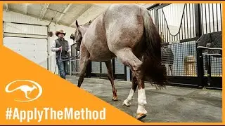 Training Tip: Back Your Horse Up