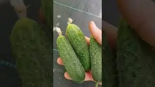 НОВИНКА! Отличный гибрид огурца, по адекватной цене за семена.