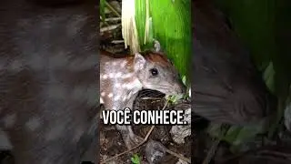 ESTE ANIMAL VC NÃO CONHECE! 