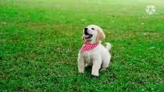 Puppies are playing with beautiful girls