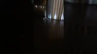 Rats in Paris