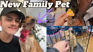 A new dog? | Adopting a new dog & Celebrating Carter's Birthday (Daily Vlog 