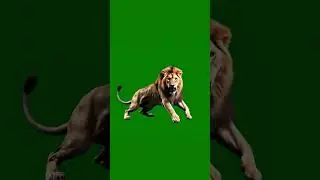 Lion Being Lion Green Screen Effect 