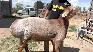 КОЧКОРЧИК НА ПРОДАЖУ СЫН САРЫ ӨЗӨНА