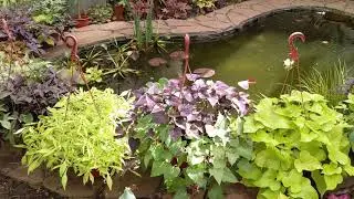 Обзор Ипомеи Батата и наш пруд 😍  #plants #shortvideo #flowers #potato #ипомея #batat