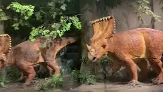The Canadian Museum of Nature