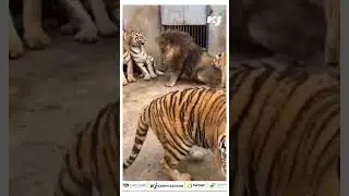 Tigers Attack Lion; Netizens Ask Who is the King?