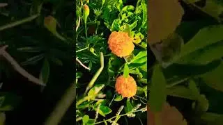 Genda Phool 🏵️ #shorts #viral #trending #farming