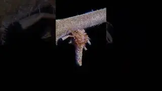 What is this Creature in the Glitched Clip? No Waffling the Cone! 😖🕵🏻‍♂️👀😎