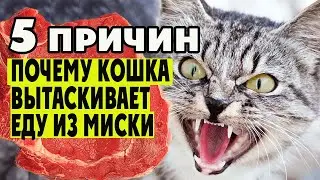 Наблюдения за животными. Почему кошка вытаскивает еду из миски и начинает есть, на полу
