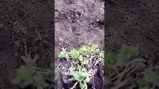 маенкрафтв реальной жизни #маенкрафт
