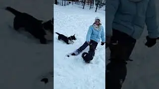 *руби и лесси на прогулке*
