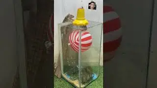 Rat Trap 88, The mouse must go over the ball to enter the trap #shoprts