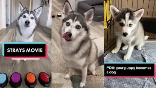 Sapphie the Pomsky New TikTok Videos - Funny Dog TikToks Compilation 2023