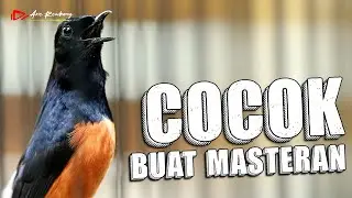 MURAI GACOR FULL MATERI ISIAN COCOK BUAT MASTERAN DAN PANCINGAN