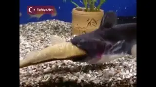 Kendi kadar balığı yutan sayko balık