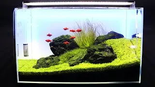 FINAL CHAPTER | Classic Iwagumi Aquascape | Planted Aquarium