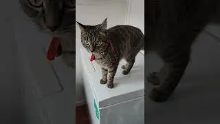 new washing machine cat excited! #shorts