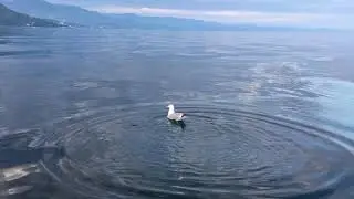 Рыбалка В утёсе
