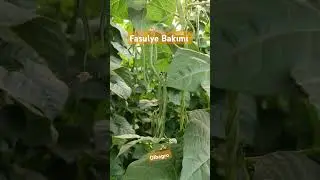 Fasulye gübre bakımı yaptığımız müşteriden #sırıkfasulye #fasulye #olbagro #gübre #tarım